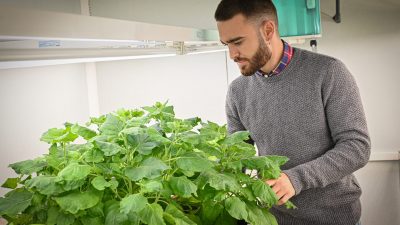 Desarrollan nuevas plantas que producen y liberan feromonas sexuales para luchar contra las plagas