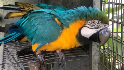 Implantan un pico de titanio impreso en 3D a un guacamayo que perdió el suyo en una pelea