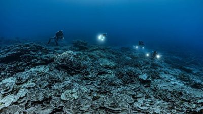 Descubren un enorme arrecife de coral inexplorado por la humanidad en Tahití