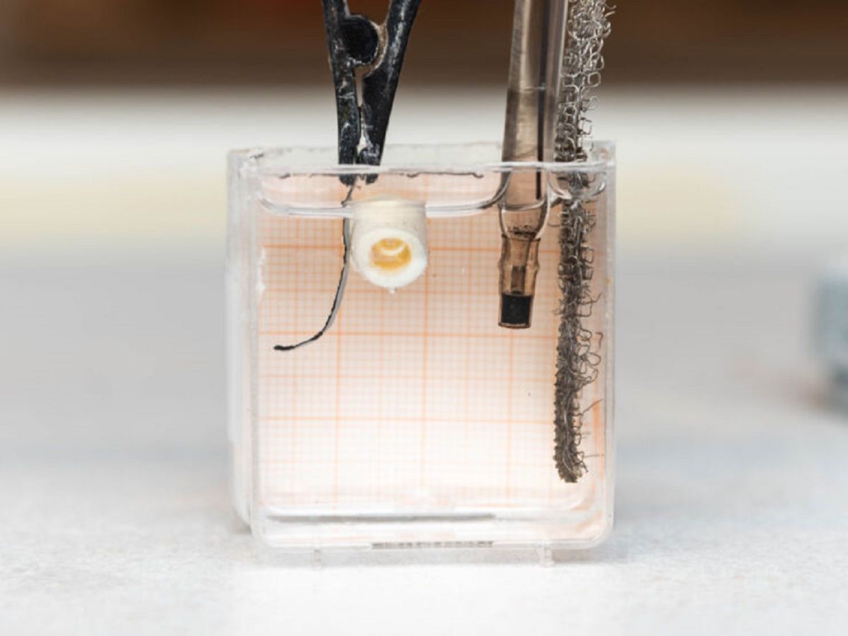 Crean microrobots que desarrollan sus propios huesos