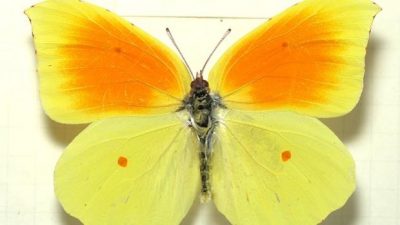 La ‘matusalén’ de las mariposas