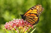 El ‘maquillaje’ de las mariposas