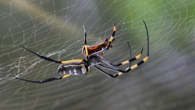 Las arañas crean ‘música’ con las vibraciones de sus telarañas