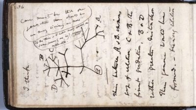 Cambridge recupera los cuadernos de Charles Darwin después de 20 años sin pistas