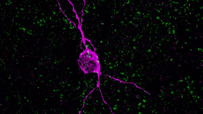 Su viejo cerebro tiene neuronas jóvenes, pero ¿para qué sirven?