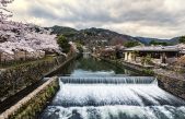 Hanami, la mística tradición japonesa de admirar los cerezos en flor durante la primavera