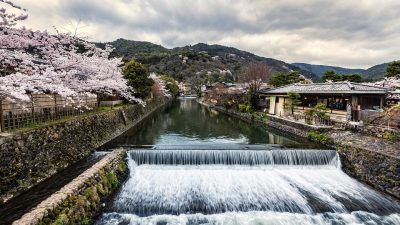 Hanami, la mística tradición japonesa de admirar los cerezos en flor durante la primavera