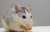Descubren que un roedor africano con similitudes genéticas con los humanos puede regenerar sus células