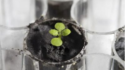 Los científicos logran cultivar plantas en suelo de la Luna por primera vez en la historia