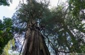 El árbol más antiguo del mundo podría haber sido encontrado en Chile, tener más de 5.000 años y estar muriendo