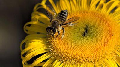 Día Mundial de las Abejas