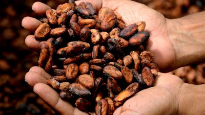 Transforman un residuo del cacao en materia prima para la elaboración de cosméticos