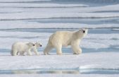 Una población de osos polares desconocida vive aislada con acceso limitado al hielo marino