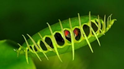 Hay plantas que saben sumar y otras, dividir