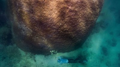 Así es Muga dhambi: el coral gigante de 400 años de edad en el Gran Arrecife de Australia