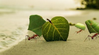 La estructura social de las hormigas está grabada en sus cerebros