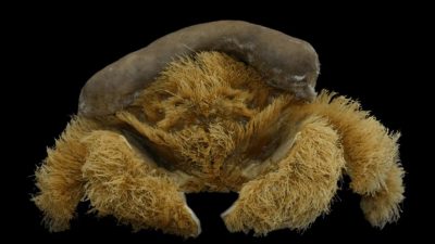 Descubren a un simpático cangrejo peludo (usando una esponja como sombrero) en playas de Australia