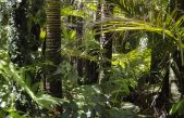 Día Internacional de los Bosques Tropicales