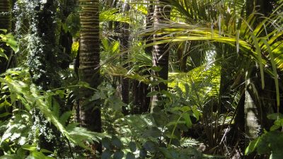 Día Internacional de los Bosques Tropicales