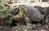 El secreto de las tortugas para llegar a los cien años sin envejecer