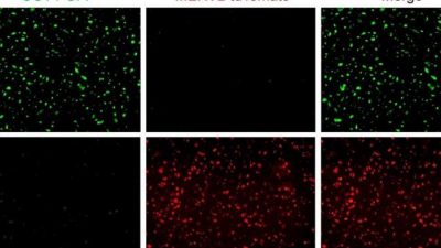 Los científicos dan el primer paso para dominar un tipo de célula todopoderoso en el comienzo de la vida