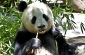 Los pandas desarrollaron un dedo ‘extra’ para comer bambú hace 6 millones de años