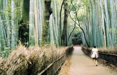 Qué es la inmersión forestal, la práctica japonesa de caminar en silencio por los bosques