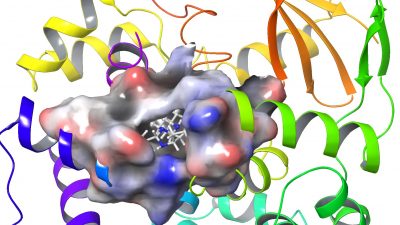 Identificada una molécula capaz de estimular la reparación del daño oxidativo del ADN