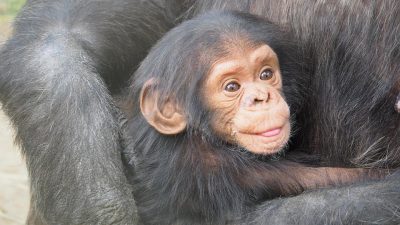 Captan a chimpancés haciendo pozos en la selva, para filtrar agua limpia en África