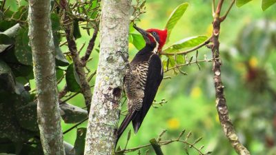 Por qué el pájaro carpintero no se destroza el cerebro a golpes