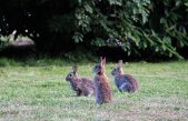 La curiosa historia de la plaga de conejos en Australia