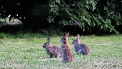 La curiosa historia de la plaga de conejos en Australia