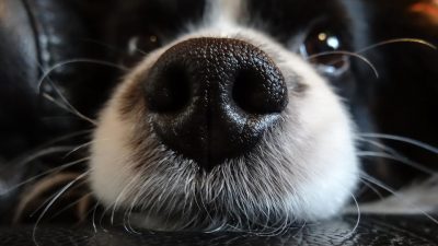 Los perros en realidad podrían “ver” a través de los olores, sugieren escáneres cerebrales