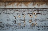 Patrones climáticos a gran distancia afectan la migración de aves en Estados Unidos, según estudio de la NASA