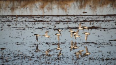 Patrones climáticos a gran distancia afectan la migración de aves en Estados Unidos, según estudio de la NASA