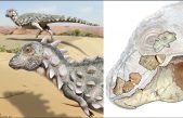 Descubren el primer dinosaurio acorazado bípedo de Sudamérica