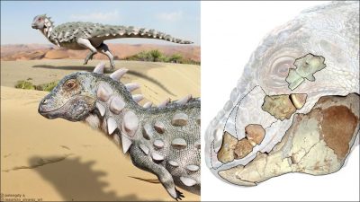 Descubren el primer dinosaurio acorazado bípedo de Sudamérica