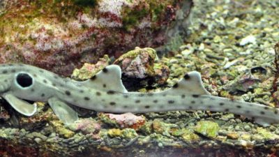 Descubren un extraño tiburón australiano con patas que camina sobre la Gran Arrecife de Coral