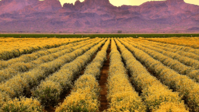 Bridgestone: guayule vs caucho natural para neumáticos