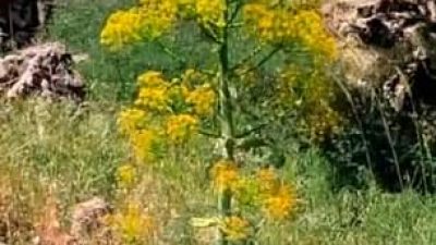 La ‘planta milagrosa’ utilizada por los antiguos griegos se redescubre después de que se pensaba que se había extinguido