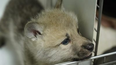 Ella es Maya, la primera loba ártica clonada por china