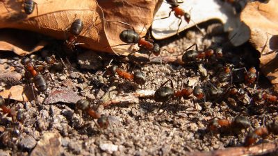 La ciencia revela cuántas son y cuánto pesan todas las hormigas del mundo