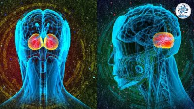 Se ha descubierto una nueva función del cerebelo que era totalmente desconocida para la ciencia