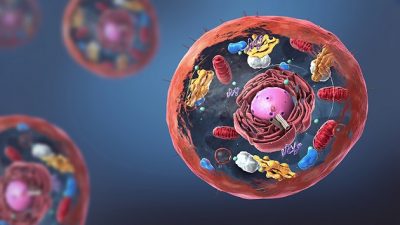 Descubren el yin-yang molecular de las células humanas