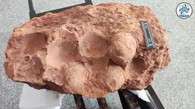 Descubren huevos de dinosaurio de 80 millones de años en el centro de China