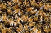 Un enjambre de abejas puede electrificar el aire y cambiar el clima