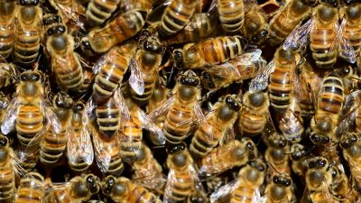 Un enjambre de abejas puede electrificar el aire y cambiar el clima