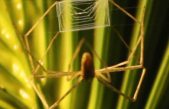 Telaraña rectangular hecha por una araña