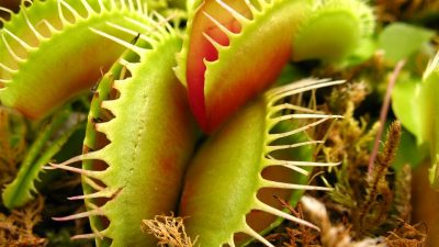¿Qué son las plantas carnívoras y qué comen realmente?