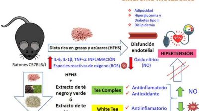 Té, hipertensión, obesidad y diabetes